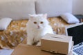 White Cat Sitting on Table And Wants to Get Into Big Box. Royalty Free Stock Photo