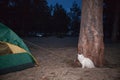 White cat sitting in a tree at night. Royalty Free Stock Photo