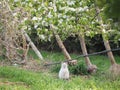 White cat under fruit tree, Mollerussa, Lrida, Spain