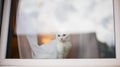 White cat sitting on window Royalty Free Stock Photo