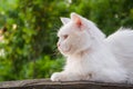 White cat sitting on a wooden bench Royalty Free Stock Photo
