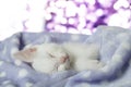 White cat sleeping with background bokeh Royalty Free Stock Photo