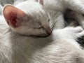 white cat sleeping on a black blanket Royalty Free Stock Photo