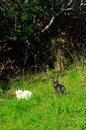 White cat sleeping and black cat guarding, in a grass area of, a french home