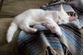 White cat sleeping on blanket Royalty Free Stock Photo