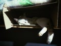 white cat sleeping in cardboard box with shadow Royalty Free Stock Photo