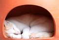 White cat sleeping in the cat house made from earthenware. Royalty Free Stock Photo