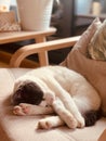 White cat sleeping on chair Royalty Free Stock Photo