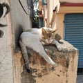 White Cat sleeping  on a damage wall Royalty Free Stock Photo