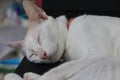 White cat sleeping with the eyes closed on a black box