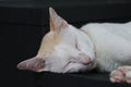 White cat sleeping with the eyes closed on a black box Royalty Free Stock Photo