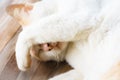 White cat sleeping with front leg cover its face, Royalty Free Stock Photo