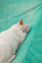 White Cat is sleeping on a green sail