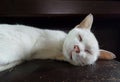 White cat sleeping happily on piano stool Royalty Free Stock Photo