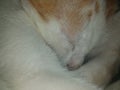 White cat sleeping siempre con sueÃÂ±o Royalty Free Stock Photo