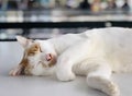 White cat sleeping on a white table  bokeh background Royalty Free Stock Photo