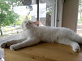 A white cat sleeping on a table with a comfortable glass