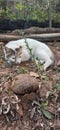 white cat is sleeping beside vegetable garden Royalty Free Stock Photo