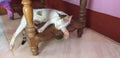 A white cat sleeping on a wooden table