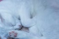 White cat sleeping on a wooden table