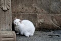 White cat sleeps on the wall Royalty Free Stock Photo