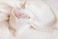 White cat sleeps wrapped in a warm beige plaid. Royalty Free Stock Photo