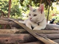 White cat sleppy Royalty Free Stock Photo