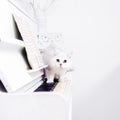 White cat slinks on the piano keys Royalty Free Stock Photo