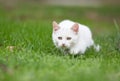 White cat sneaking on grass