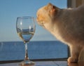 A White cat sniffing a wine glass