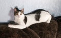 White cat with spots lying on back of sofa Royalty Free Stock Photo