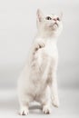 White cat Royalty Free Stock Photo