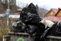 Cat standing on a waste basket