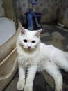 White cat stares in a cozy bathroom