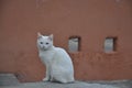 white cat on a stone coral wall background Royalty Free Stock Photo