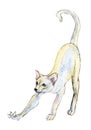 The white cat stretches, watercolor illustration isolated on white.