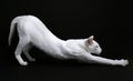 White cat stretching