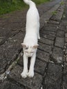 White cat stretching on stone pathway outdoors. Royalty Free Stock Photo