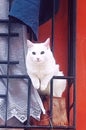 White cat a strong look Royalty Free Stock Photo