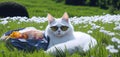 White cat with sunglasses relaxing on a picnic on grass fields with spring flowers. Generative AI