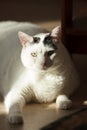 White cat in sunlight Royalty Free Stock Photo