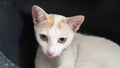 A white cat with a surprised expression, lying on a dark surface Royalty Free Stock Photo