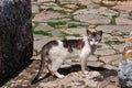 Cat on stone floor in Chellah, Morocco