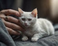 White Cat on the Table Being Petted by a Hand â AI-Generated Image of a Calm and Loving Moment Royalty Free Stock Photo