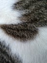 cat fur texture Royalty Free Stock Photo