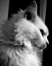 White cat Royalty Free Stock Photo