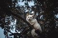white cat on top of the tree Royalty Free Stock Photo