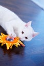 White cat with toy Royalty Free Stock Photo