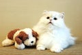 White cat and toy dog Royalty Free Stock Photo