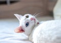 White cat trying to sleep, different colored eyes, pink ears and nose